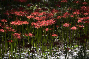 Wall Mural - Beautiful Red Spider Lily in the field
