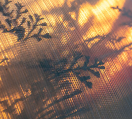 Wall Mural - Plant in a greenhouse at sunset as an abstract background.