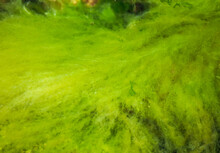 Close Up Of Green Algae On The Seashore