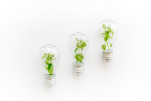Energy Saving Light Bulb With Green Plant Inside, Top View