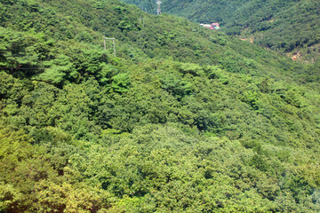 high angle view of tree in forest