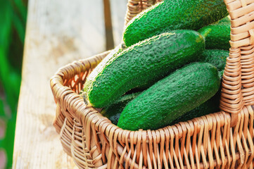 Wall Mural - Fresh green cucumbers are collected in the basket. Harvest cucumbers on a bench in the garden