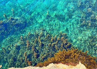 coral reef in the blue turquoise crystal clear sea with dense seaweed algae and peppled seabed