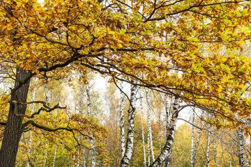 Canvas Print - colorful branch of oak tree and birch grove on background in city park on autumn day