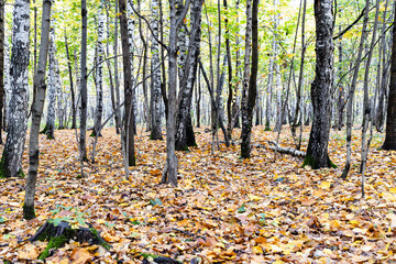 Canvas Print - leaf litter and tree trunks in city park on autumn day