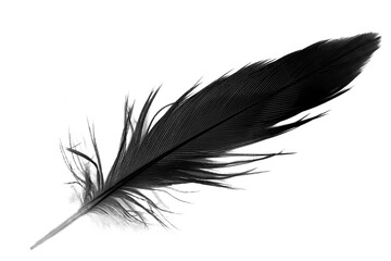 Wall Mural - black feather on white background