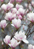 Fototapeta Kwiaty - magnolia flowers