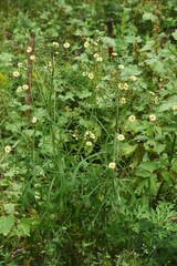 Poster - Lactuca indica (Indian lettuce ) / Asteraceae grass