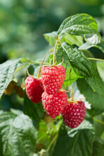 The Branch Of Red Ripe Raspberries Growing In The Orchard
