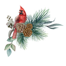 Winter Floral Rustic Arrangement Watercolor Illustration. Hand Drawn Natural Decor With Red Cardinal Bird, Pine, Cone, Eucalyptus Leaves. Seasonal Christmas Decoration Isolated On White Background