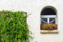 Window And Ivy, Home Overgrown With Plants And Flowers.