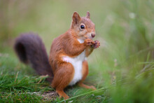 Portrait Of Eurasian Red Squirrel (Sciurus Vulgaris) Feeding On Grass