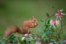 Portrait Of Eurasian Red Squirrel (Sciurus Vulgaris) Feeding On Nut