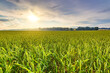 © Scott Masterton/Westend61 - Green wheat field at summer sunset
