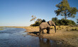 © Veam/Westend61 - Elephant walking out of river at Caprivi Strip, Namibia