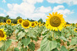 © victor espadas gonzalez/Westend61 - Close-up of sunflowers with smiley face in field against cloudy sky