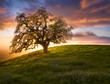 © Tandem Stock - View of oak tree on hill against cloudy sky during sunset