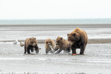 Grizzly Bear And Cubs Enjoying Freshly Catch Salmon In Sea