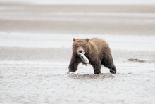 Portrait Of Grizzly Bear Cub Holding Salmon While Walking In Water