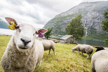 Group Pf Sheep Grazing By Fjord