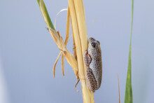 Close Up Of Marbled Reed Frog Sitting On Papyrus Stem