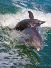Bottlenose Dolphins Playing And Jumping In Sea
