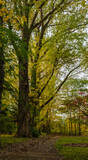 Fototapeta Las - Maizerets Park in Quebec city, mid autumn