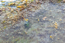 European Green Crab Hinding In A Shallow Water Pond Amongst Red, Yellow And Green Seaweed, Shore Crab Carcinus Maenus In Usual Habitat
