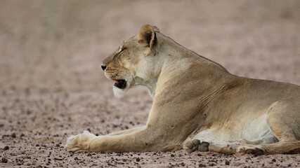 Wall Mural - Female African lion (Panthera leo) resting in natural habitat, Kalahari desert, South Africa