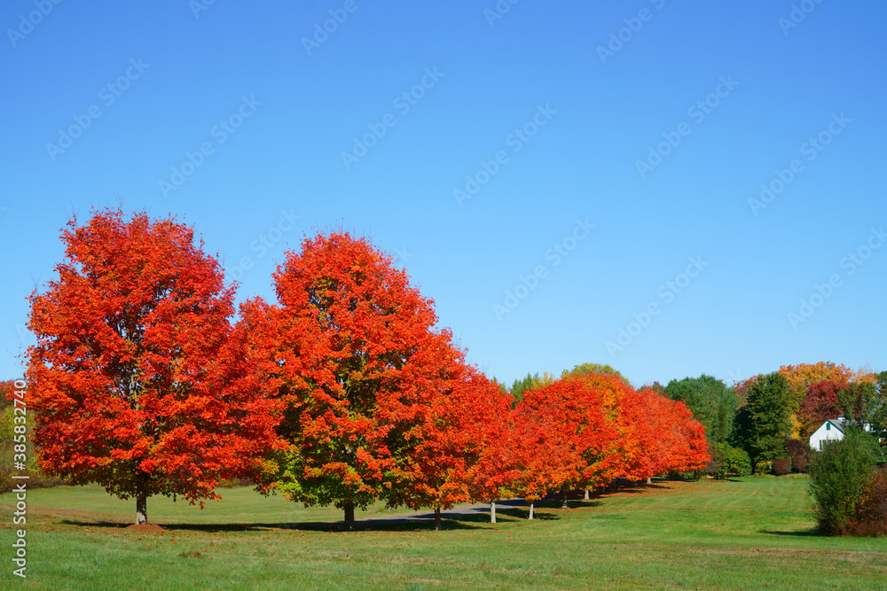 Maple Trees Rows red maple trees in a row along the driveway Stock Photo | Adobe Stock