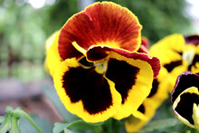 Red-black-yellow Garden Pansy In The Macro Photo