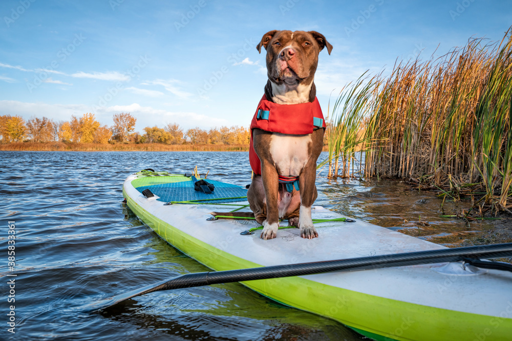 Pit bull terrier dog in a life jacket on an inflatable stand up paddleboard, fall  in northern Colorado, travel and vacation with your pet  concept - obrazy, fototapety, plakaty 