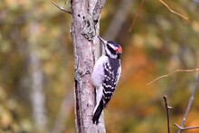 Downy Woodpecker On Tree.  Portrait In Autumn
