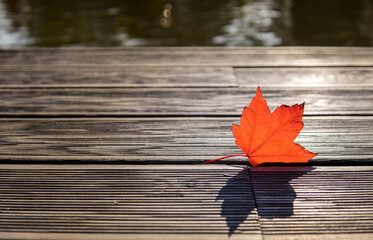 close-up of bright red maple leaf with shadow against sunlight. maple leaf between weathered boards.