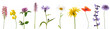 Leinwandbild Motiv zehn bunte Wiesenblumen freigestellt auf weißem Hintergrund