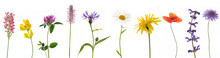 Zehn Bunte Wiesenblumen Freigestellt Auf Weißem Hintergrund