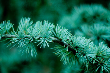  Green pine branches coniferous needles background closeup..Blur
