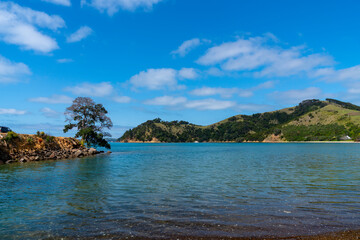 Canvas Print - Scenic Man O War Bay and surrounding land with one tree on point on Waiheke Island New Zealand