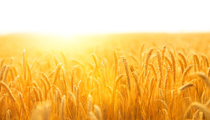 Wall Mural - Beautiful golden ripe ears of wheat on nature in summer field at sunset.