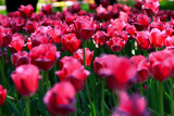Fototapeta Tulipany - Pink tulip spring flowers close up