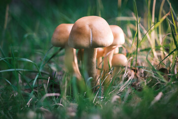 in grass there is a small group of small bright mushrooms