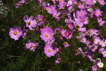 Poster - Autumn Seasonal Background / Cosmos Flowers