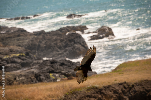 Fotomural black bird of prey flying along the rocky coastline of California