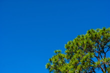 Beautiful Green Pine In A Blue Sky