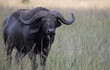 An African buffalo or Cape buffalo (Syncerus caffer) in Tanzania.	