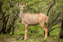 African Kudu Cow Antelope In A South African Wildlife Reserve