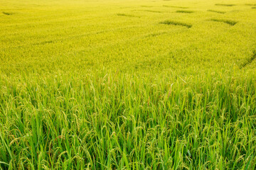 Wall Mural - Rice field in green color leaf with warm light from sun light in the morning.