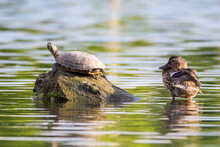 Turtle And Duck