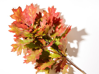 Sticker - Branch with autumn oak leaves over white background