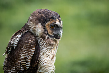Aufkleber - A close up half length profile portrait of a brown wood owl. Staring alert to the right into copy space